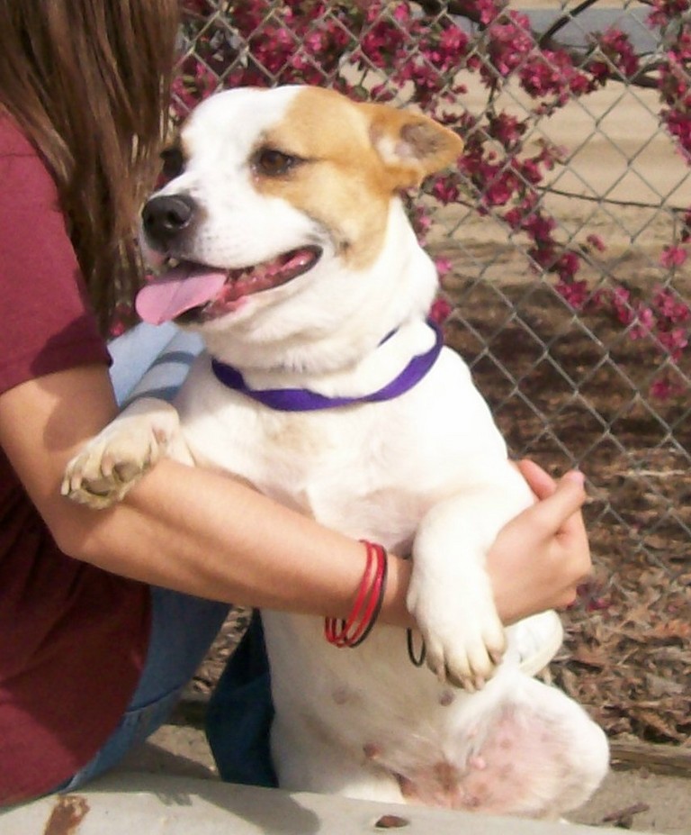 Other Photos of thie Dog
