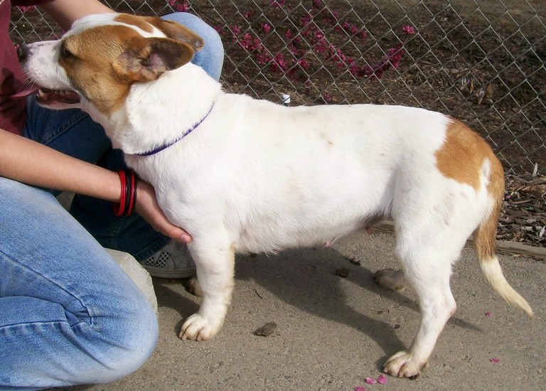 Other Photos of thie Dog