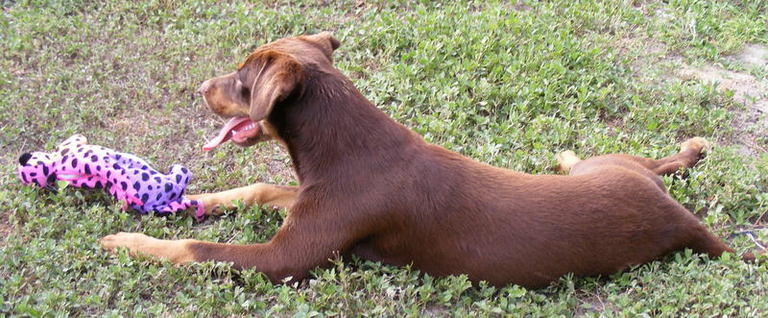 Other Photos of thie Dog