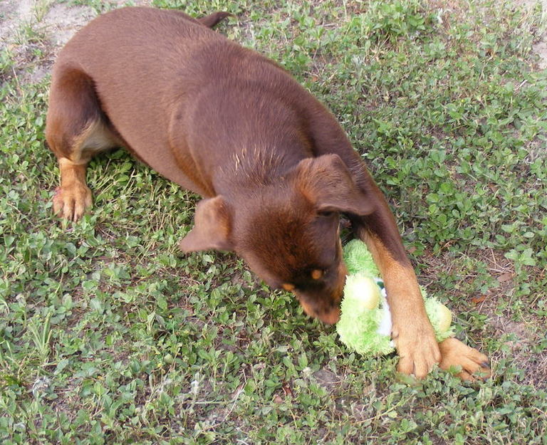 Other Photos of thie Dog