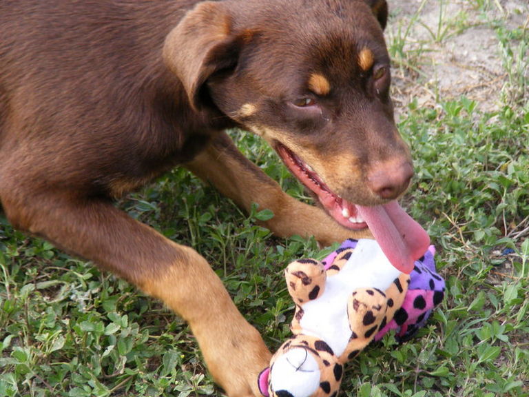 Other Photos of thie Dog