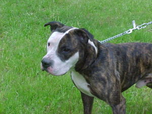 Main Photo of this Dog
