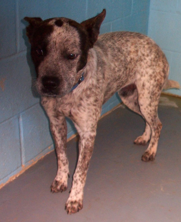 Other Photos of thie Dog