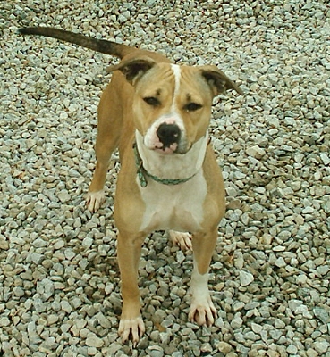 Other Photos of thie Dog