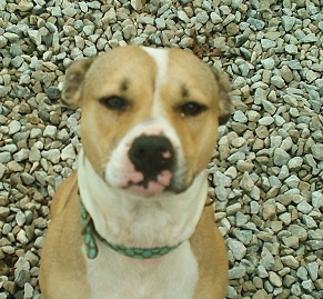 Other Photos of thie Dog