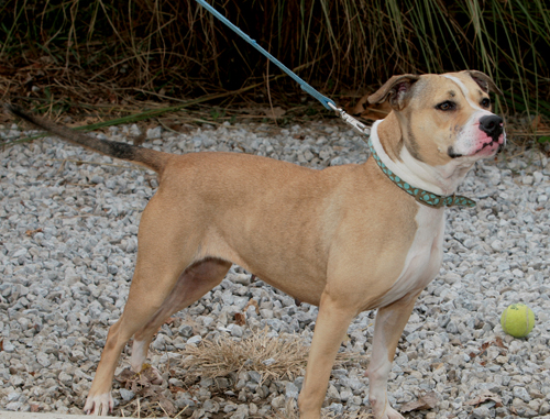 Other Photos of thie Dog