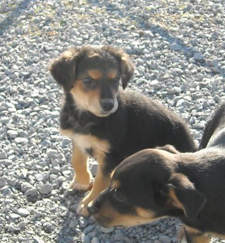 Other Photos of thie Dog