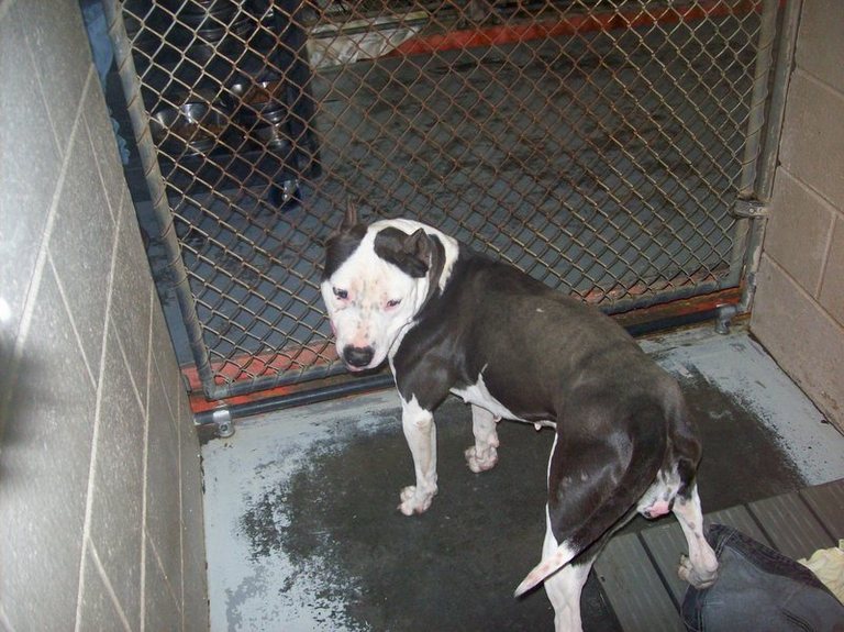 Other Photos of thie Dog
