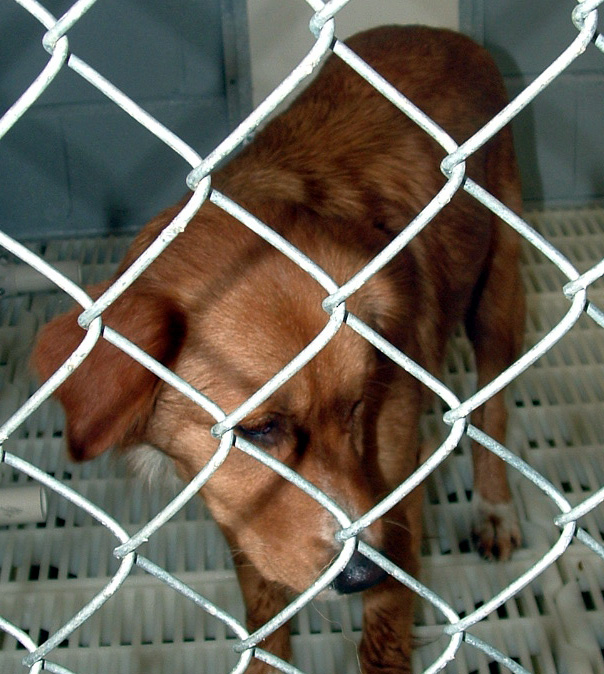 Other Photos of thie Dog