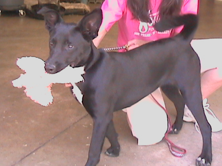 Other Photos of thie Dog