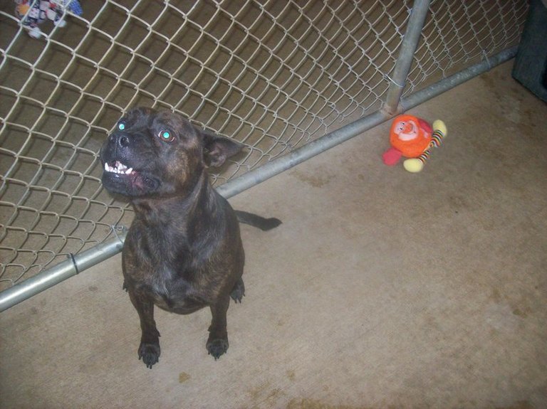 Other Photos of thie Dog