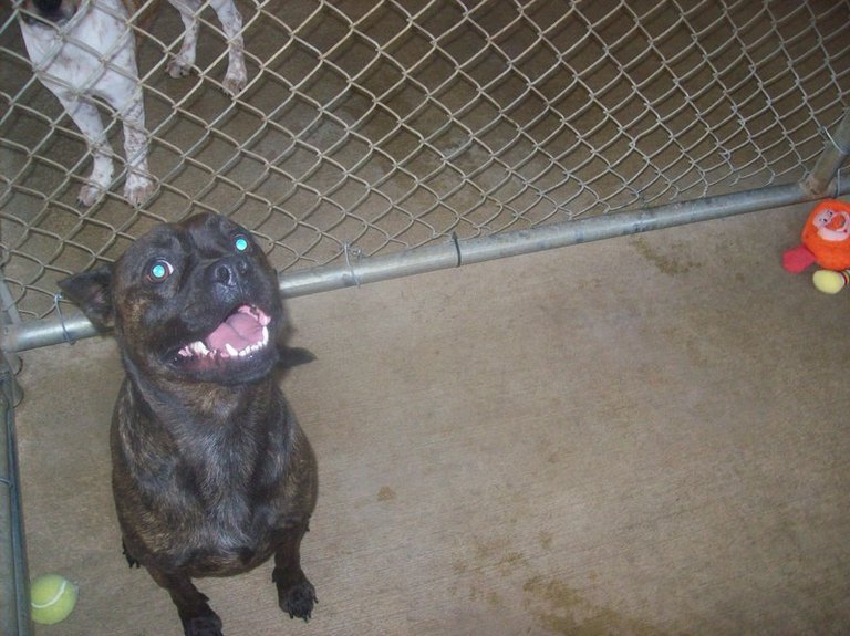 Other Photos of thie Dog