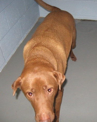 Other Photos of thie Dog