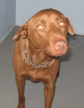 Other Photos of thie Dog