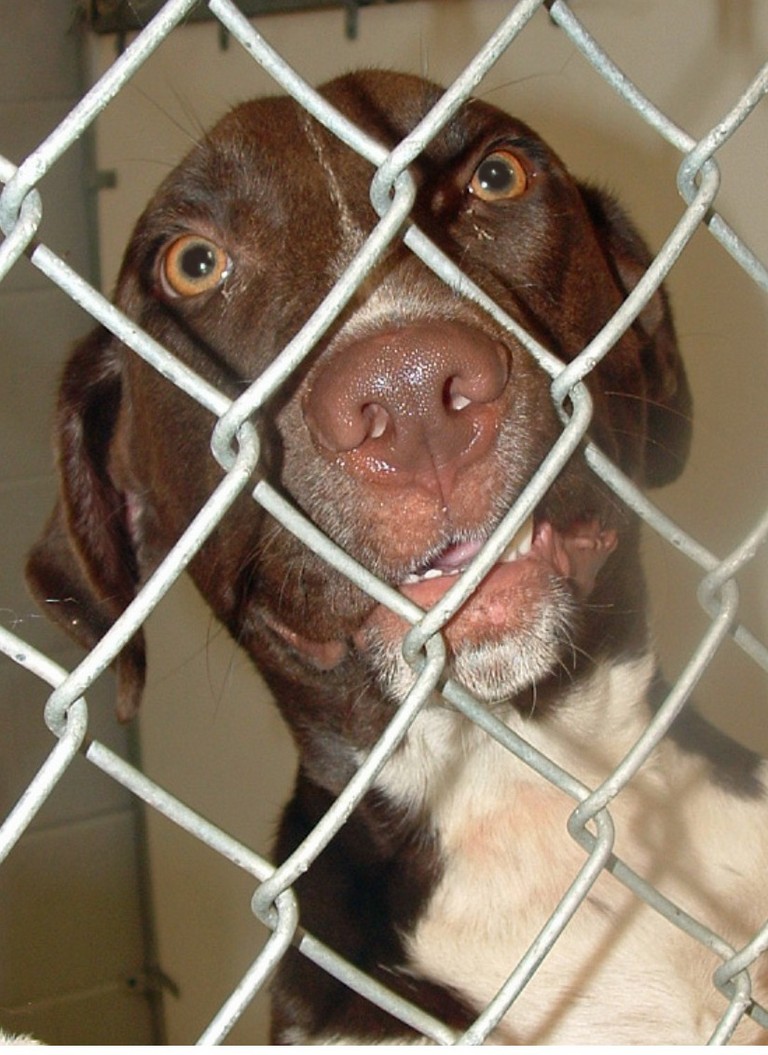 Other Photos of thie Dog