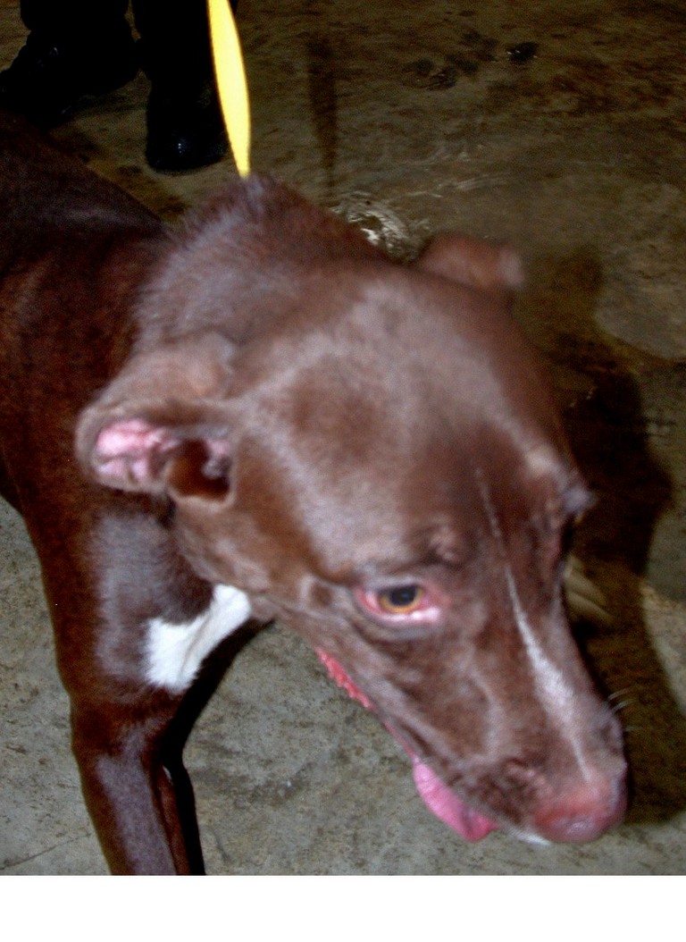 Other Photos of thie Dog