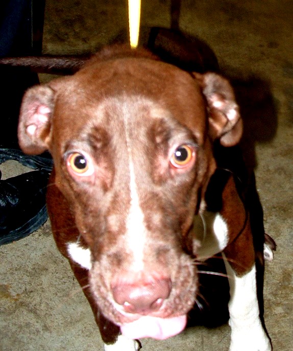 Other Photos of thie Dog