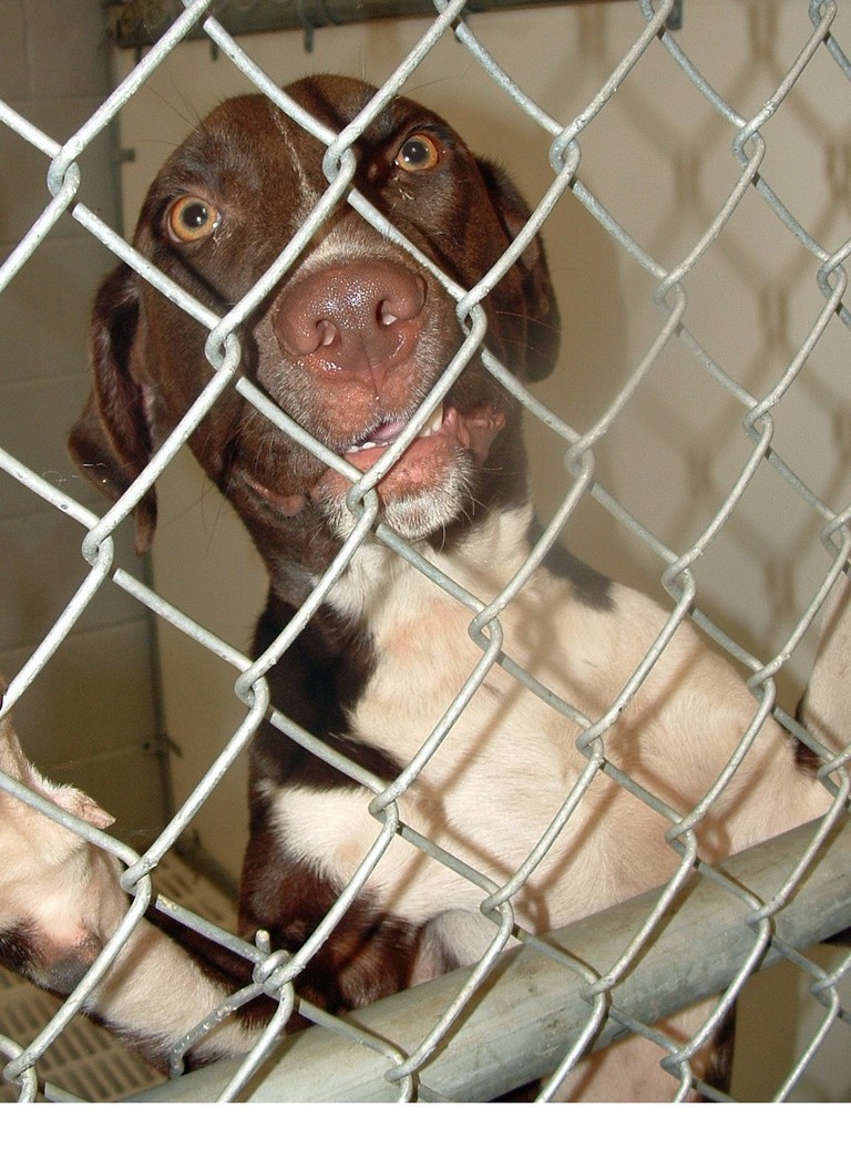 Other Photos of thie Dog