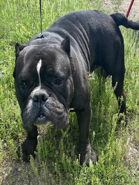 Main Photo of this Dog
