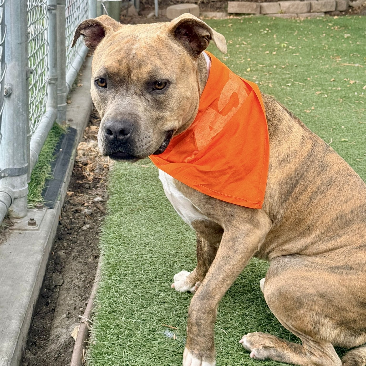 Ziggy, a Pit Bull Terrier, available for adoption