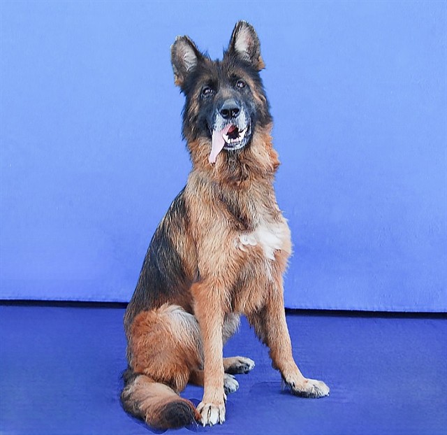 Strawberry, a German Shepherd, available for adoption