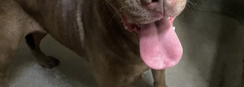 Other Photos of thie Dog