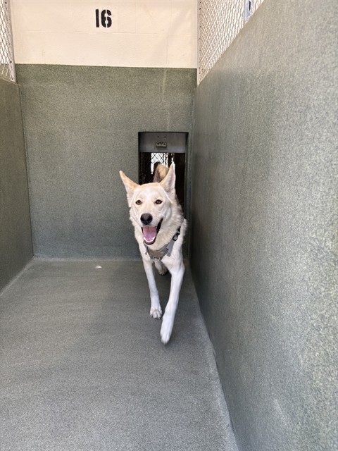 Other Photos of thie Dog