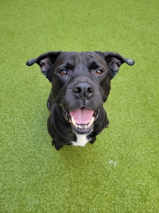 Maggie, a Terrier, available for adoption