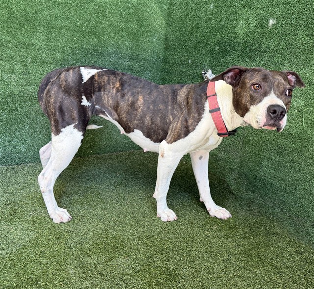 Ruby, a Pit Bull Terrier, available for adoption