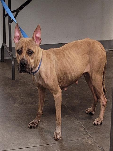 Momma, a Pit Bull Terrier, available for adoption