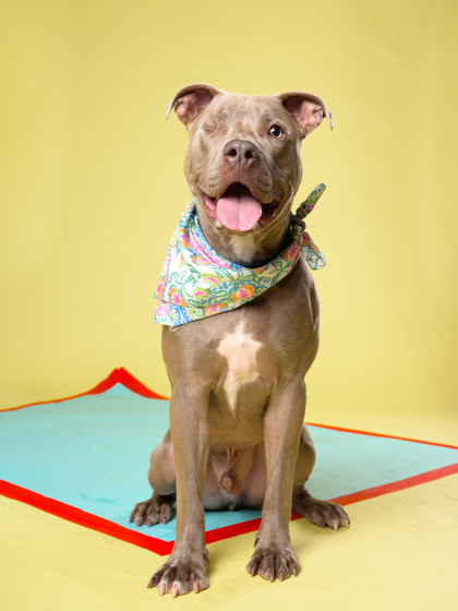 Wazowski, a Pit Bull Terrier, available for adoption