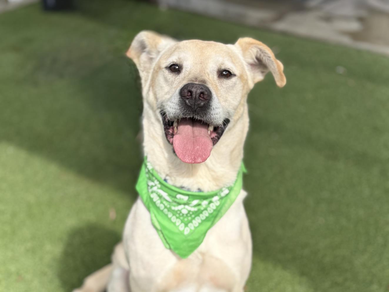 Clyde, a Labrador Retriever, available for adoption