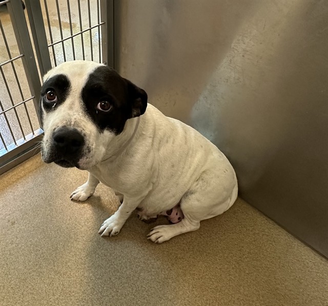 A5789994, a Pit Bull Terrier, available for adoption