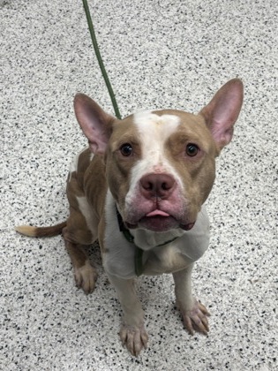 Birchfield, a Terrier, available for adoption