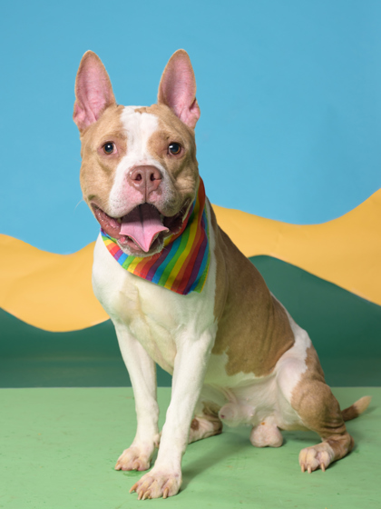 Birchfield, a Terrier, available for adoption