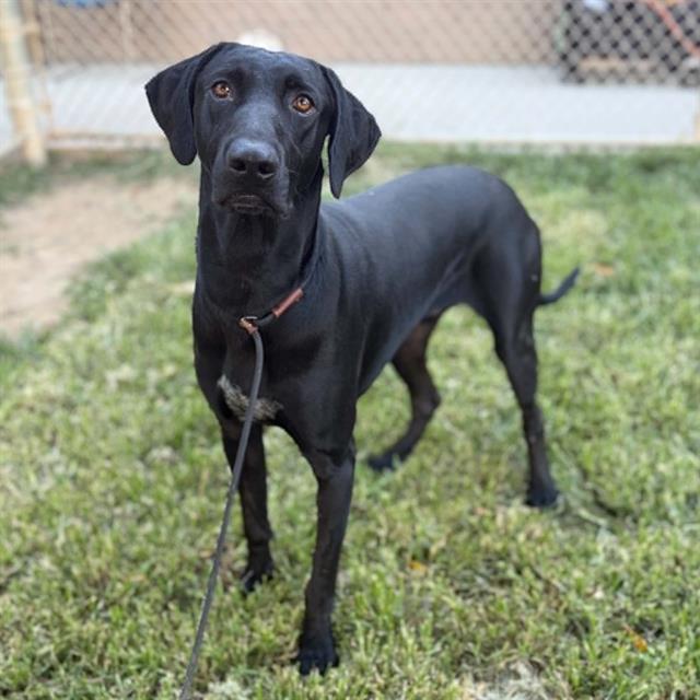 Trapper, a Labrador Retriever, available for adoption
