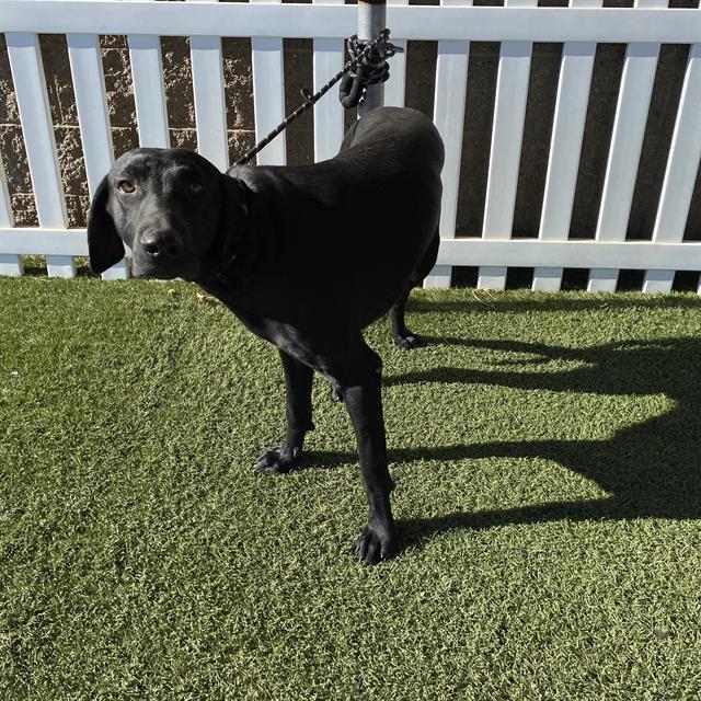 Trapper, a Labrador Retriever, available for adoption