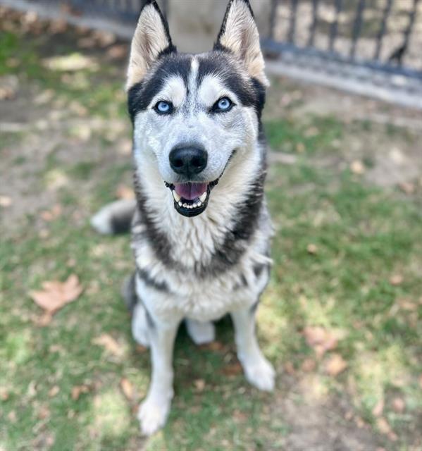 Flick, a Siberian Husky, available for adoption