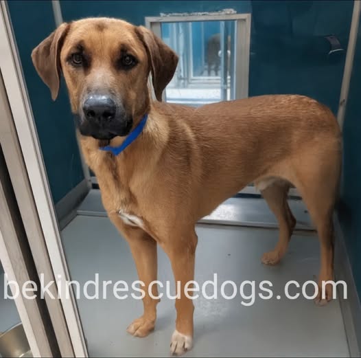 Cooper, a Anatolian Shepherd, available for adoption