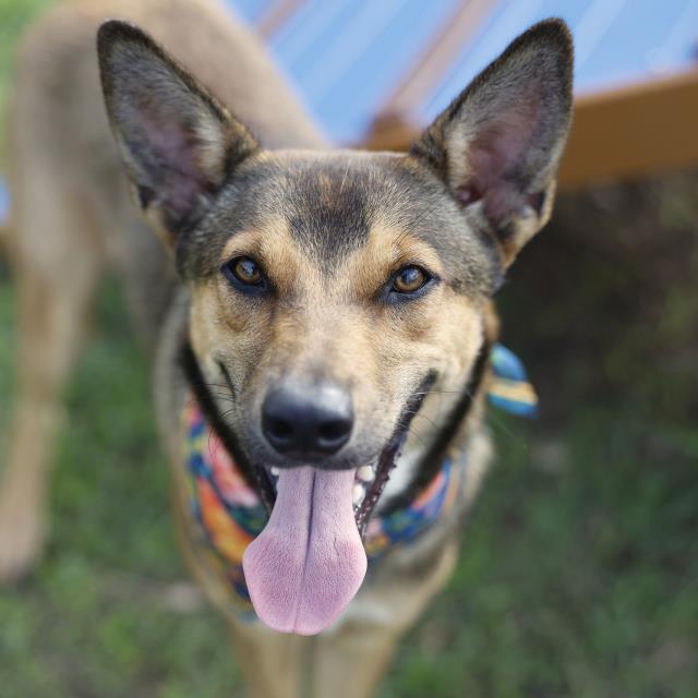 Sofia Del Sol, a Shepherd, available for adoption