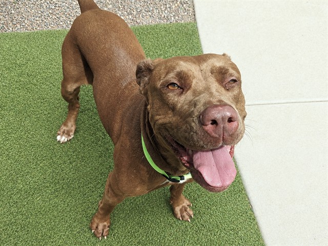 Daisy, a Chocolate Labrador Retriever (mix breed), available for adoption