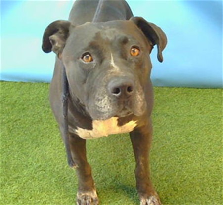 Pantera, a Pit Bull Terrier, available for adoption