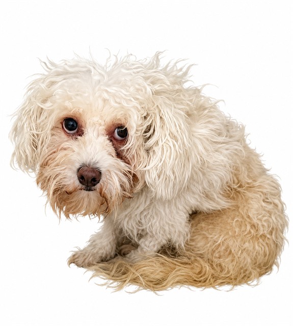 Leona, a Wheaten Terrier, available for adoption