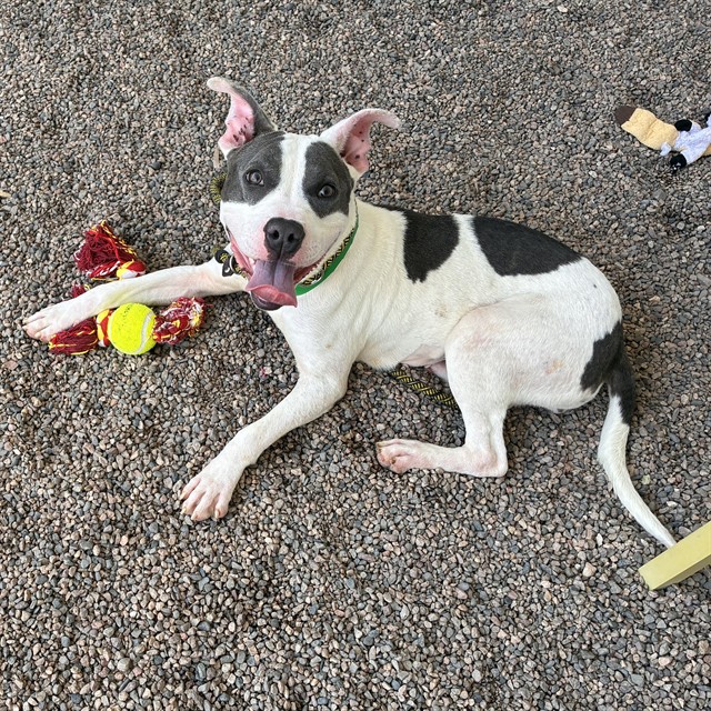 Snugbug, a Pit Bull Terrier, available for adoption