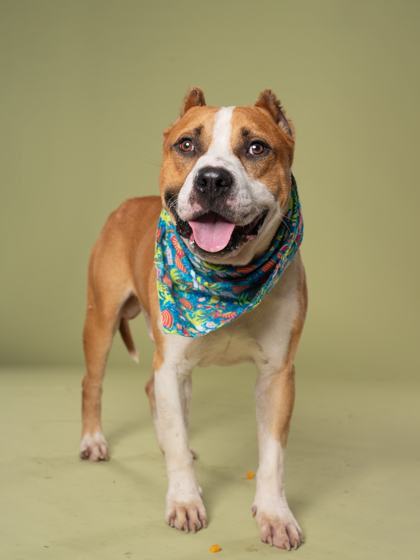 Peetah, a American Bulldog, available for adoption