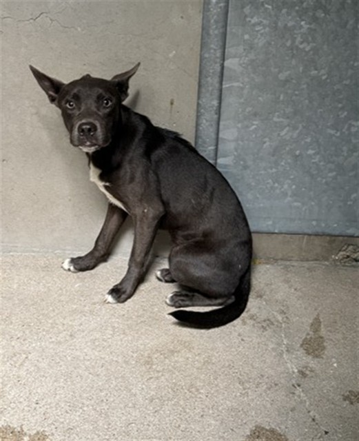 Canelo, a Pit Bull Terrier (mix breed), available for adoption
