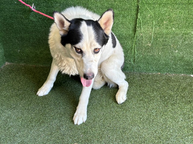 A5792553, a Siberian Husky, available for adoption