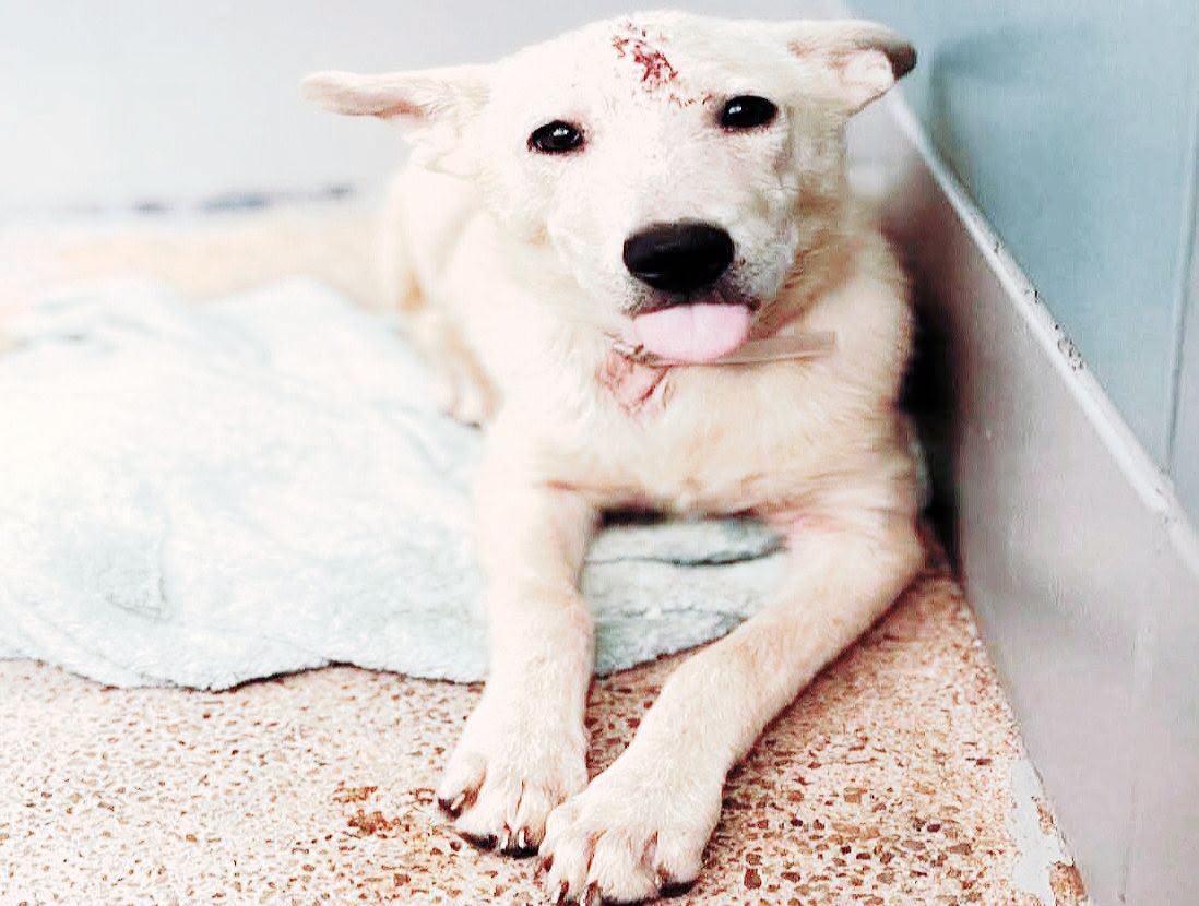 Gracie, a Retriever, available for adoption