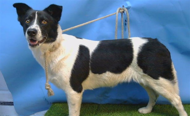 Lily, a Akita, available for adoption