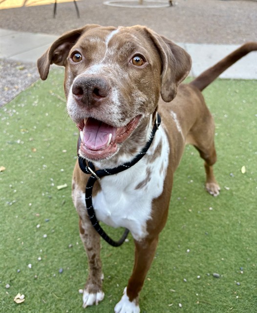 Callie, a Pointer (mix breed), available for adoption